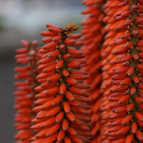 赌博平台棋牌游戏